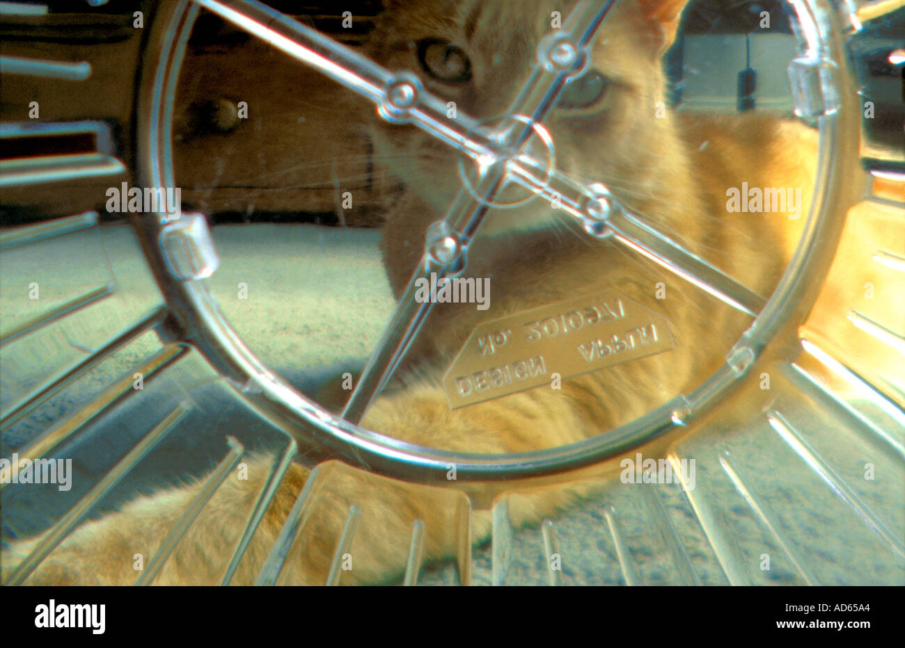 Hamster ball cat hires stock photography and images Alamy