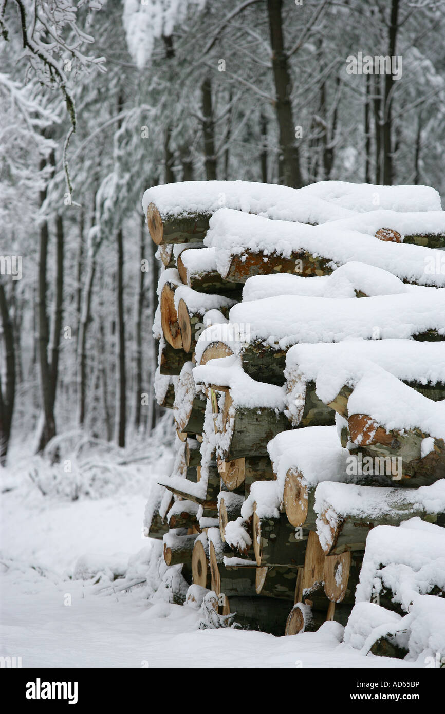Trunks Table Setting Of Snow In A Snow Covered Forest Stock Photo