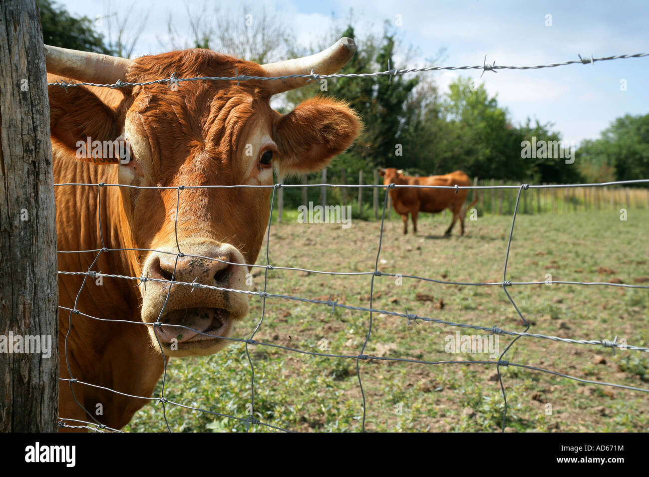 cow in a yard, front view Stock Photo - Alamy