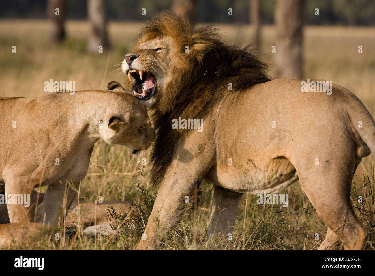 Africa Kenya Masai Mara Game Reserve Male Lion Panthera leo snarls and ...