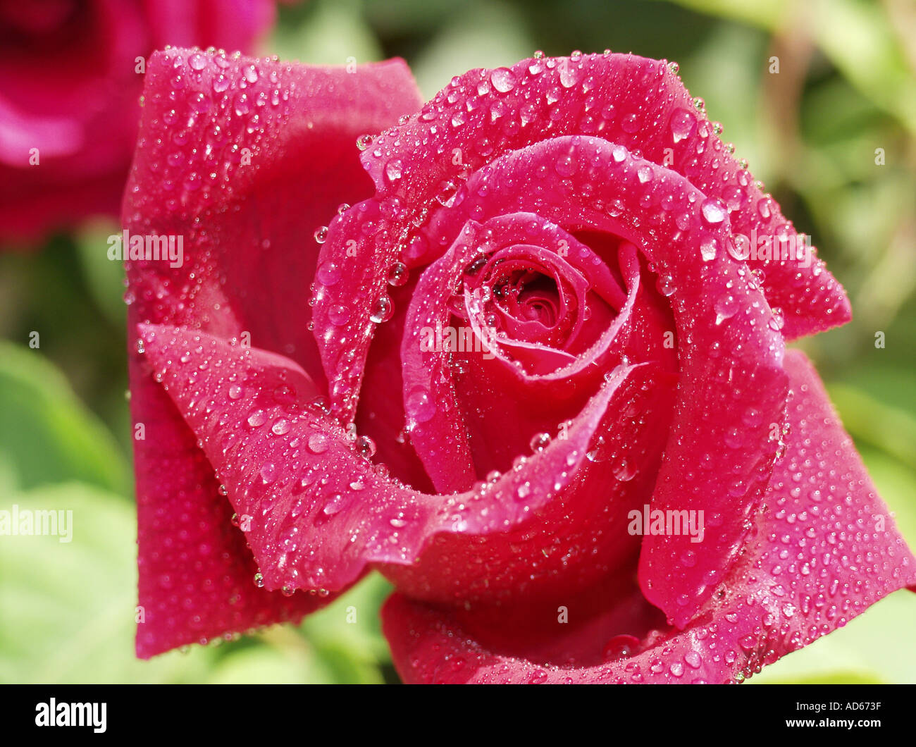 Rose Rosa hybr Stock Photo
