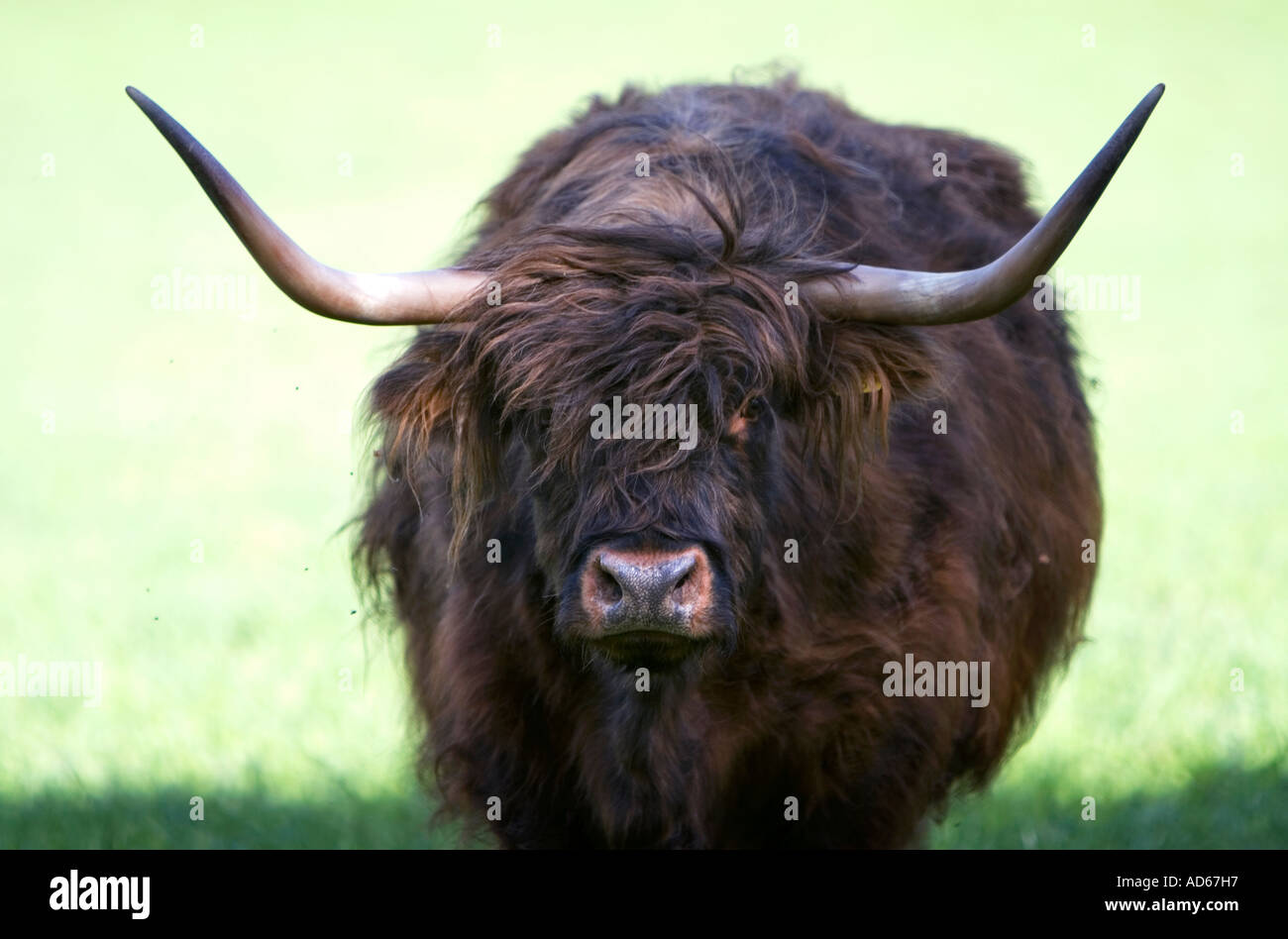 Dark brown highland cow with long horns.  Scotland Stock Photo