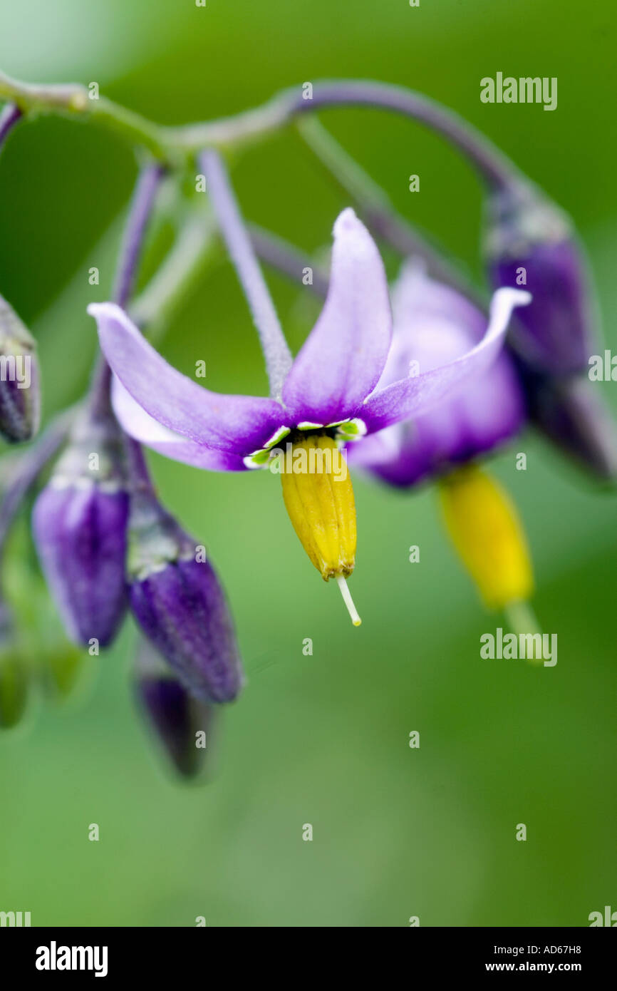 Solanum dulcamara. Bittersweet nightshade. Deadly Nightshade. Woody