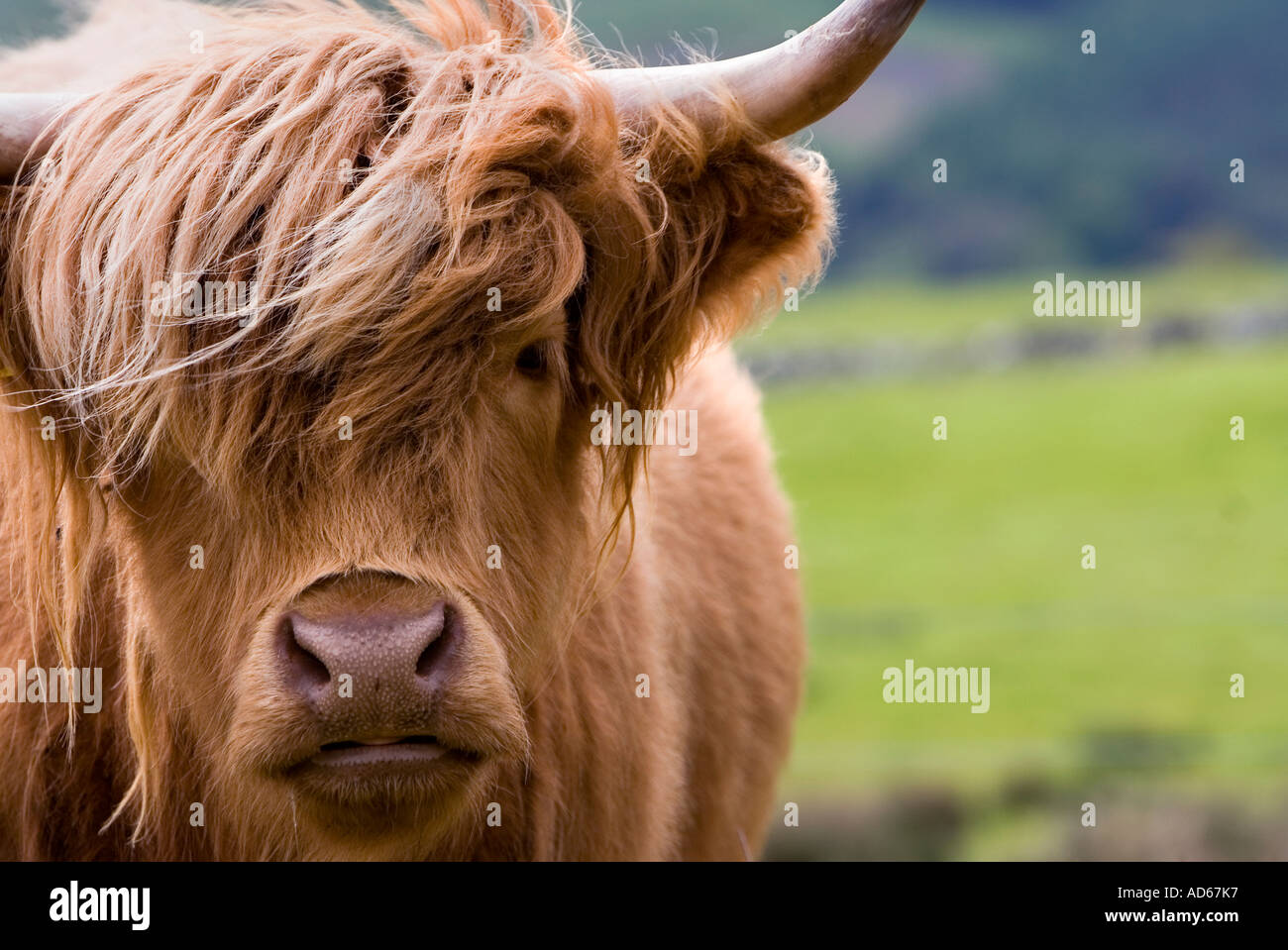 Bos taurus. Highland cow in a field in Scotland Stock Photo