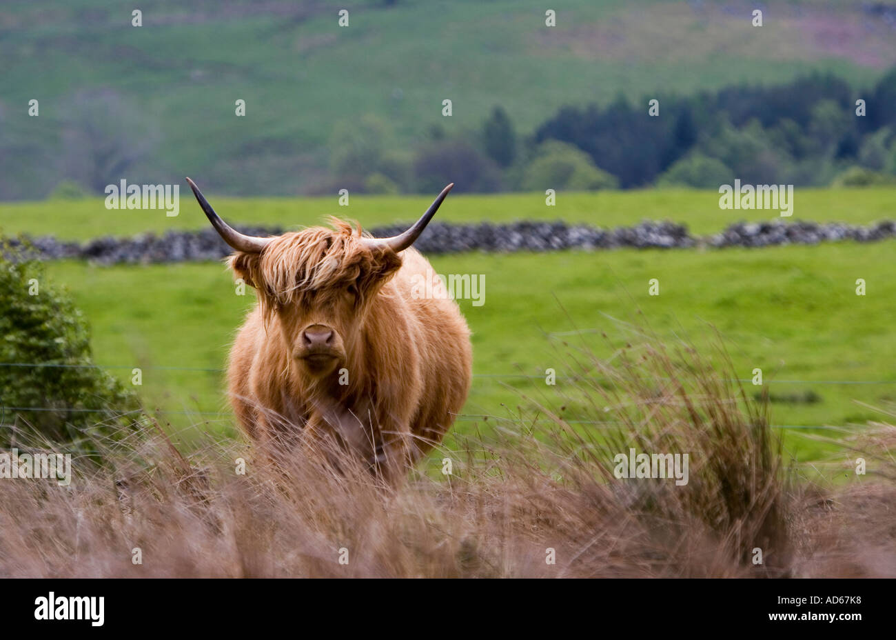 Bos taurus. Highland cow in a field in Scotland Stock Photo