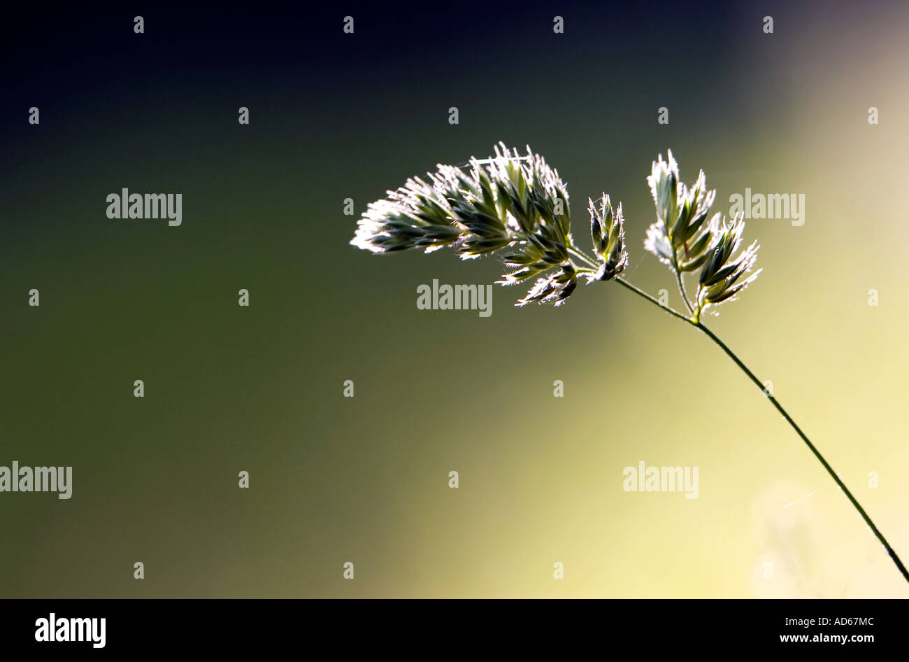 Single stem of grass and seed close up Stock Photo Alamy