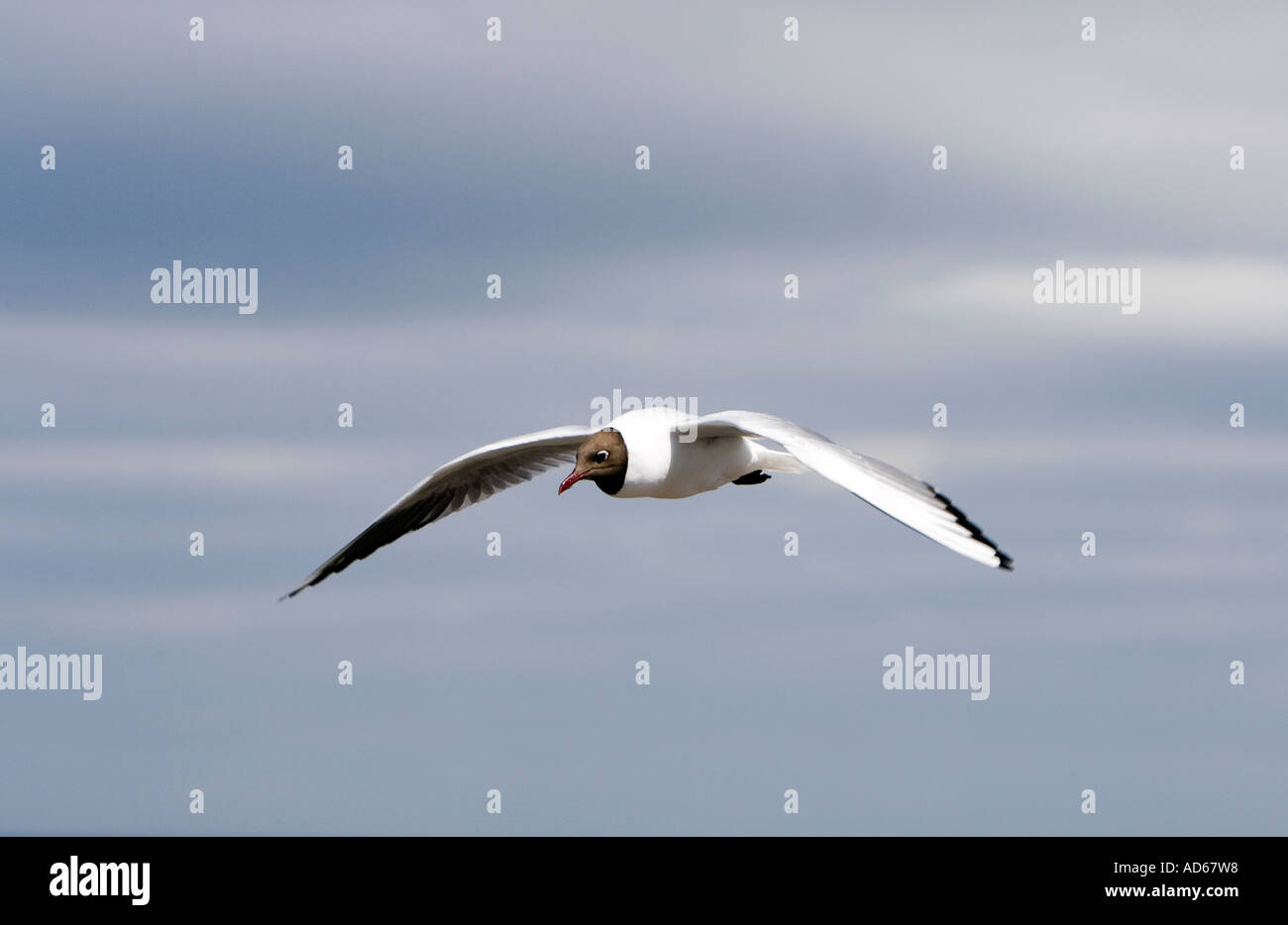 Chroicocephalus ridibundus. Black headed gull flying. Scotland Stock Photo