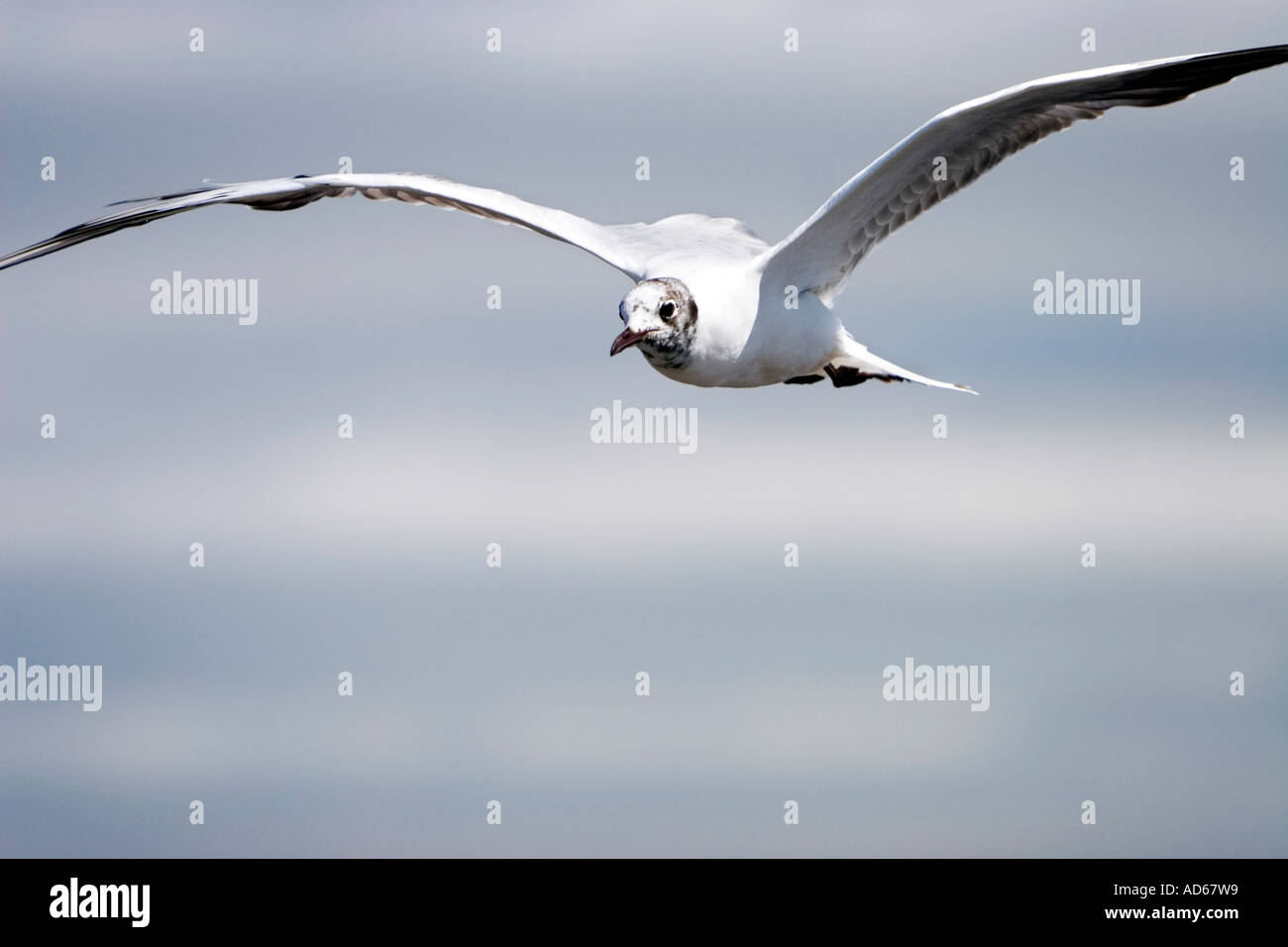 Chroicocephalus ridibundus. Juvenile black headed gull flying. Scotland Stock Photo