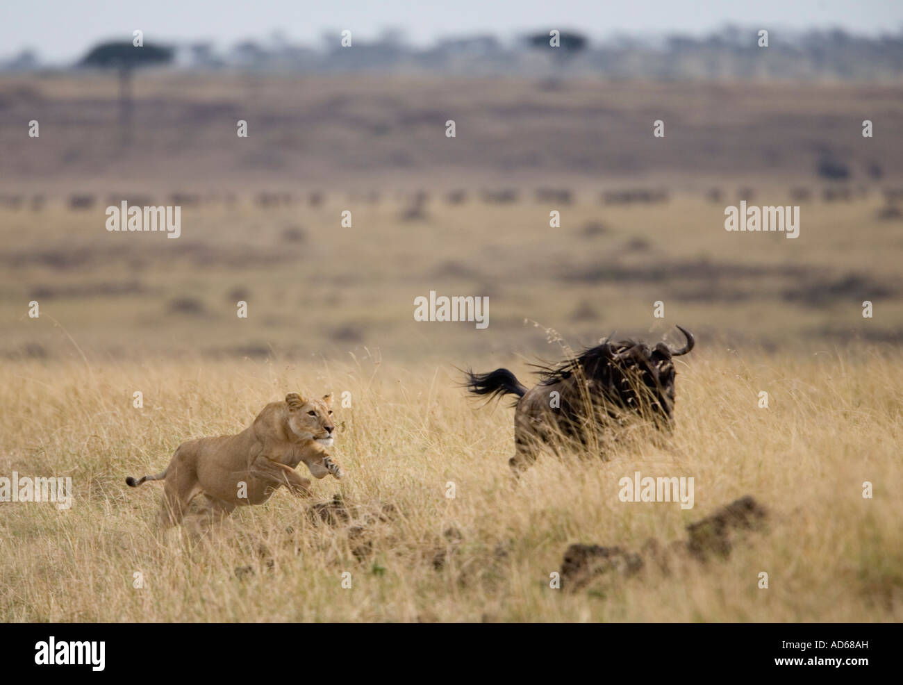 Africa Kenya Masai Mara Game Reserve Lioness Panthera leo chases after ...