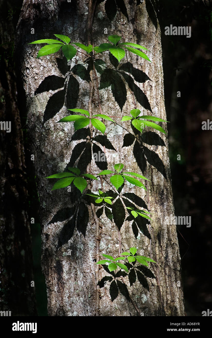 green vine climbing up tree Stock Photo Alamy