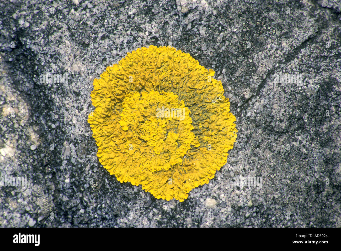 Yellow lichen rosette Stock Photo