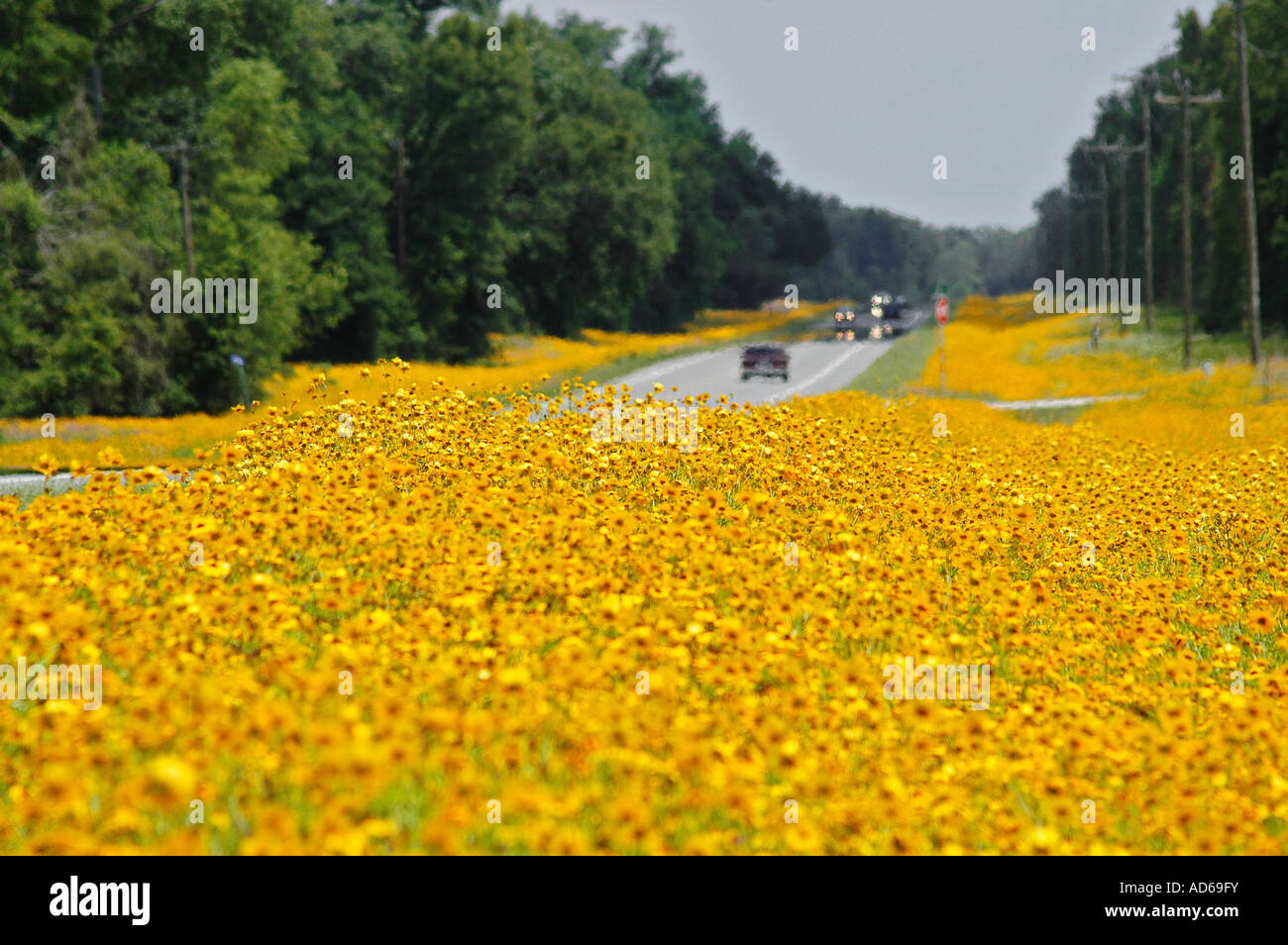 wildflowers growing by roadside, North Florida Stock Photo Alamy
