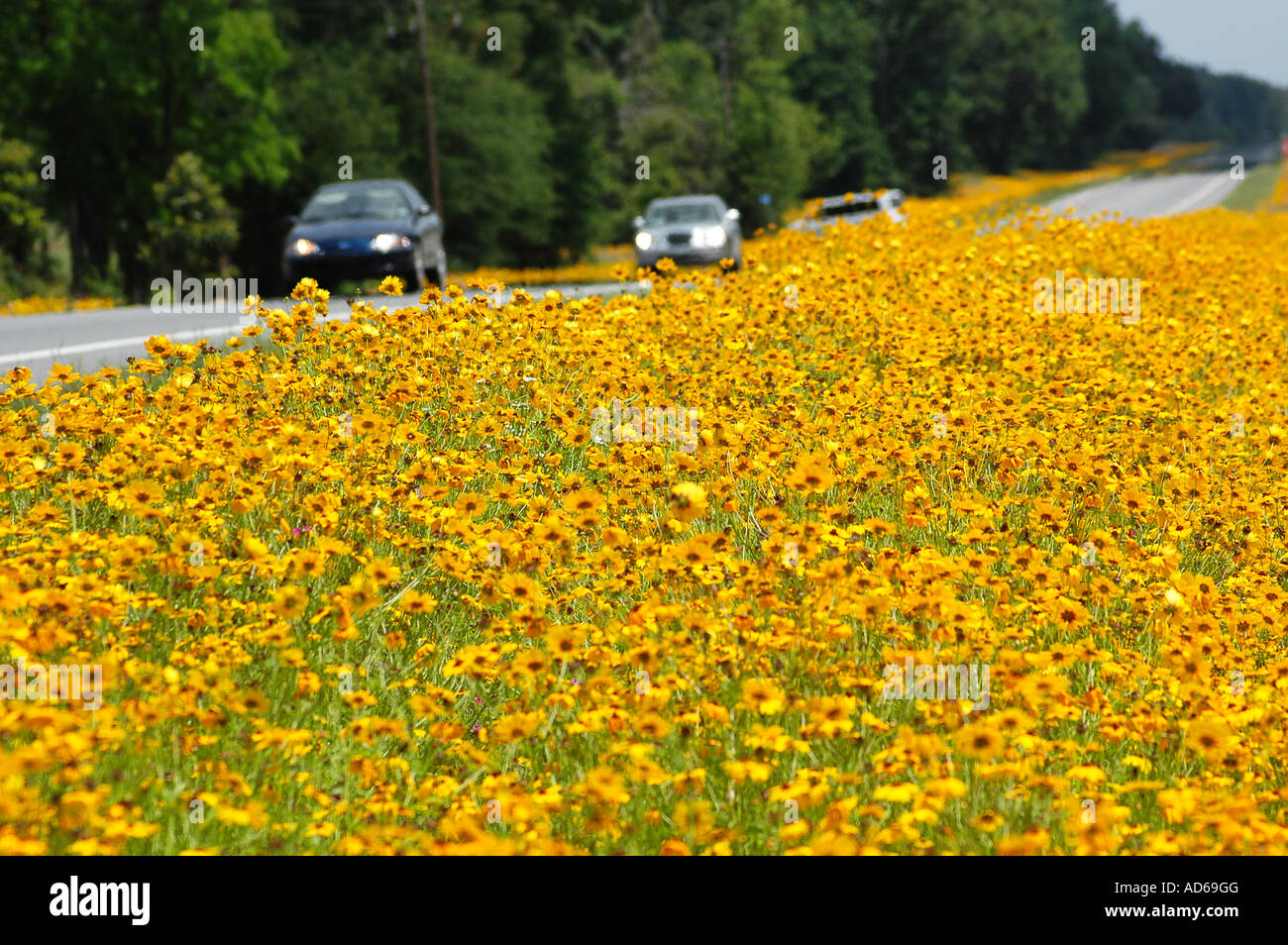 wildflowers growing by roadside, North Florida Stock Photo ...