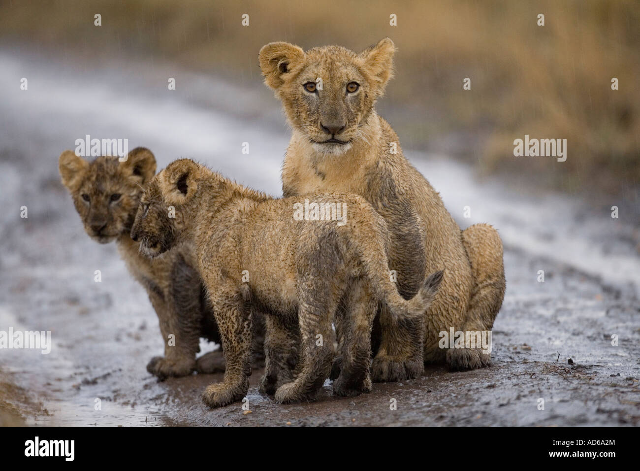 Africa Kenya Masai Mara Game Reserve Lion cubs Panthera leo sitting covered in mud while playing in rain storm Stock Photo