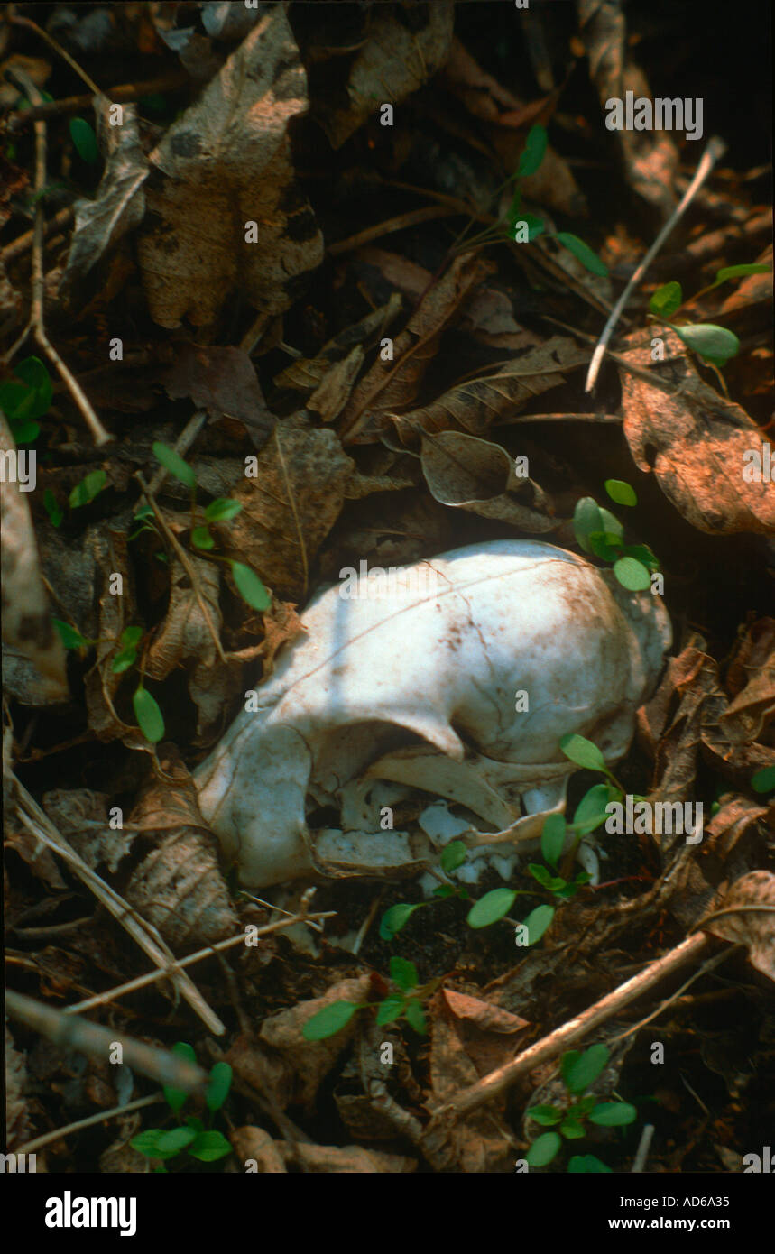 A bleached white cat skull lies on the ground in a park, amid grass and leaves Stock Photo