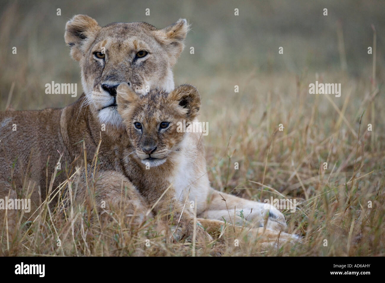 Africa Kenya Masai Mara Game Reserve Lioness and cub Panthera leo ...