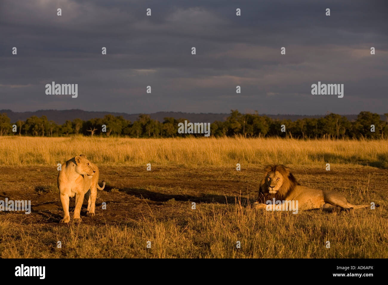 Africa Kenya Masai Mara Game Reserve Male Lion and Lioness Panthera leo ...