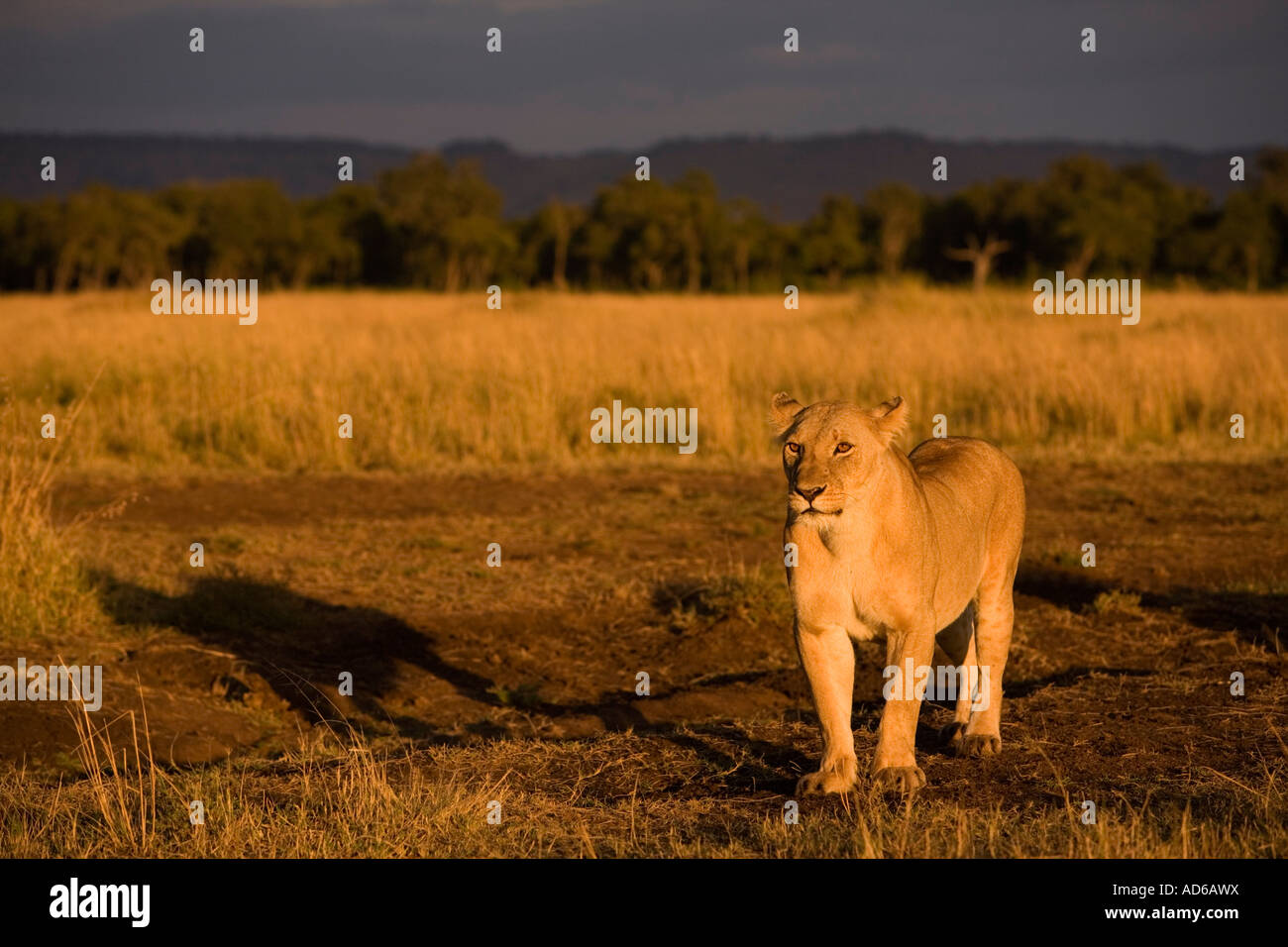 Africa Kenya Masai Mara Game Reserve Lioness Panthera leo standing in ...