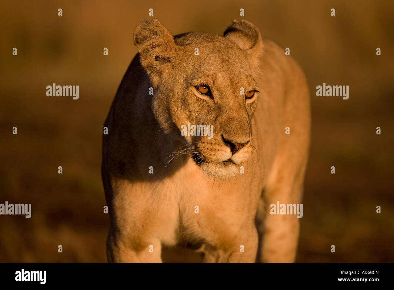Africa Kenya Masai Mara Game Reserve Lioness Panthera leo standing on ...