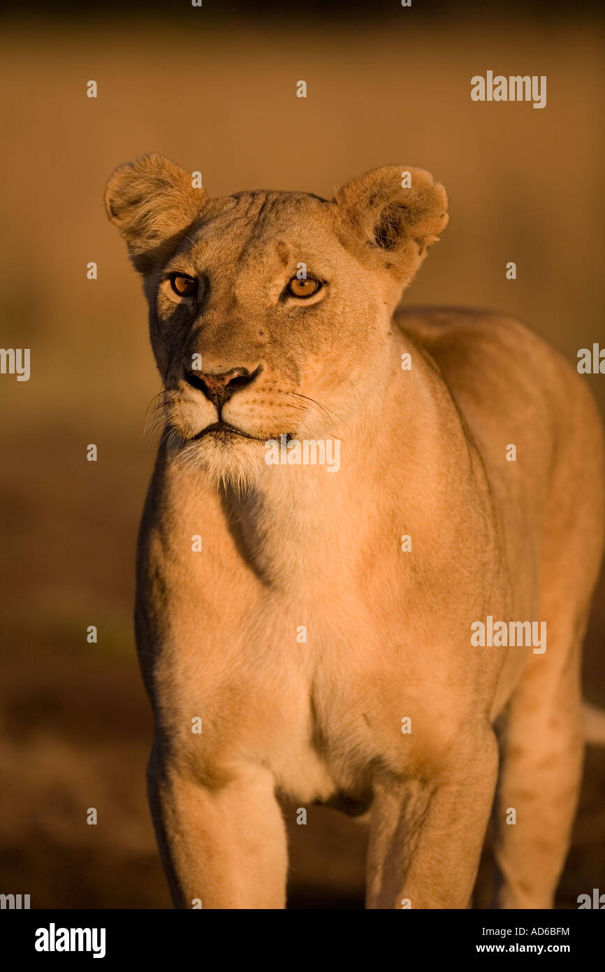 Africa Kenya Masai Mara Game Reserve Lioness Panthera leo standing on ...