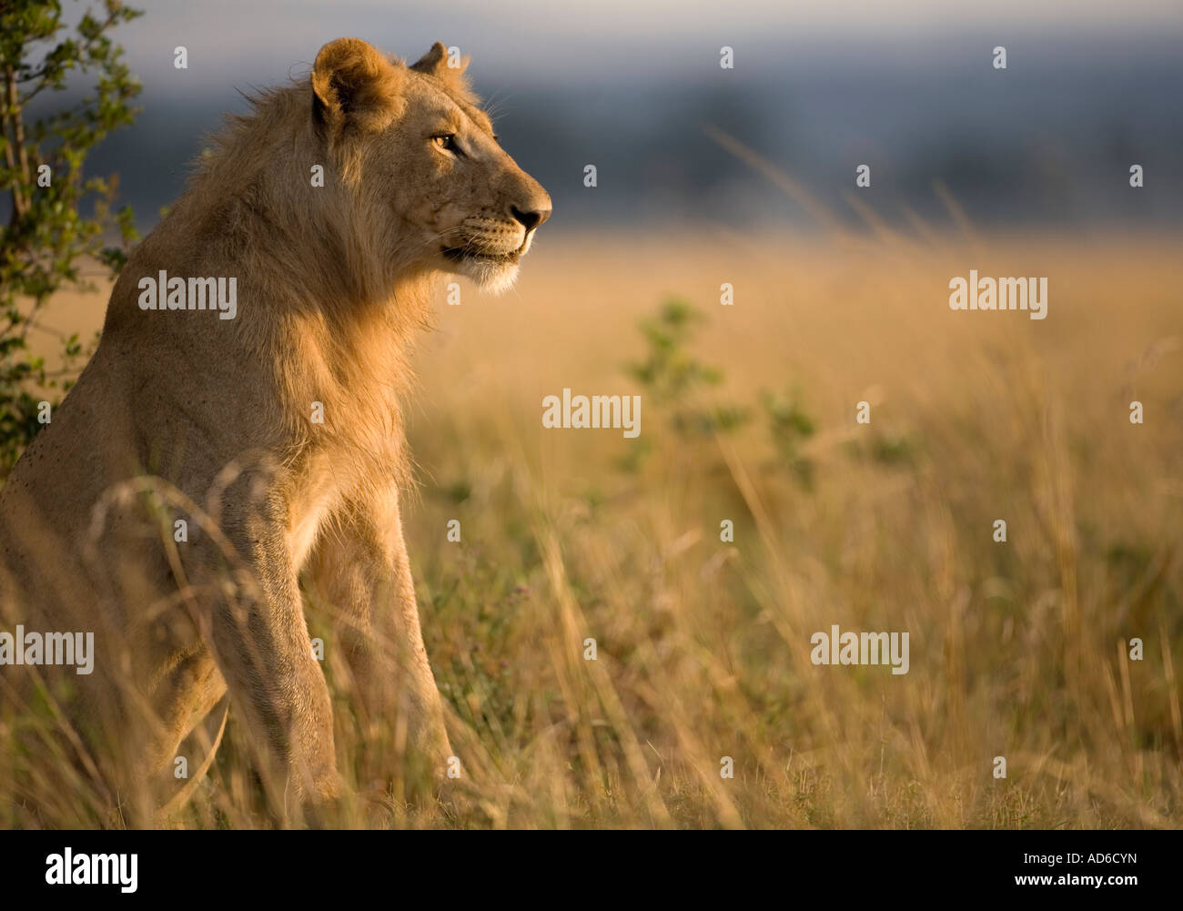 Africa Kenya Masai Mara Game Reserve Young Male Lion Panthera leo ...
