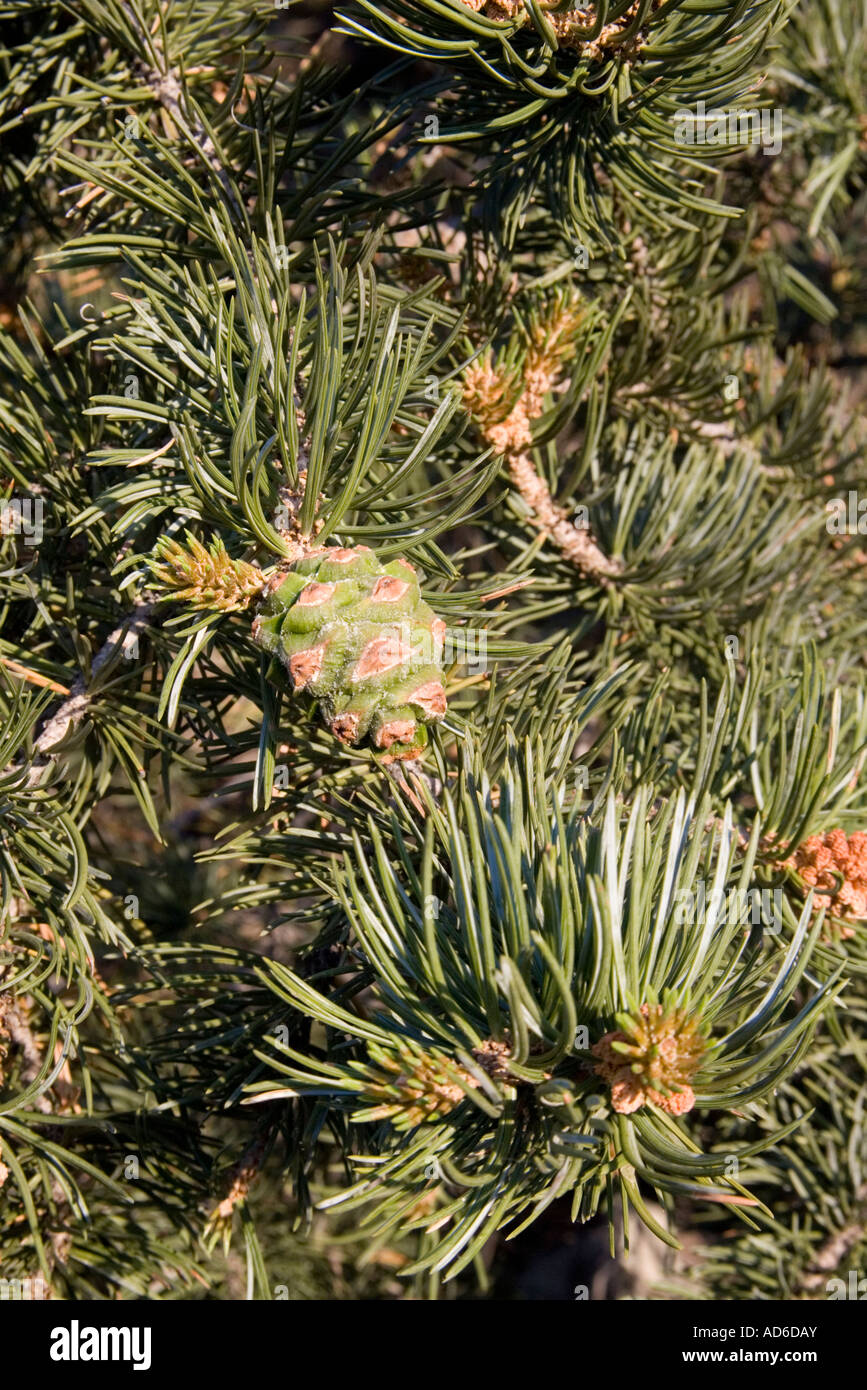 Two needle Pinyon Pinus edulis Springerville Arizona United States 25 June Cone and needles Pinaceae Stock Photo