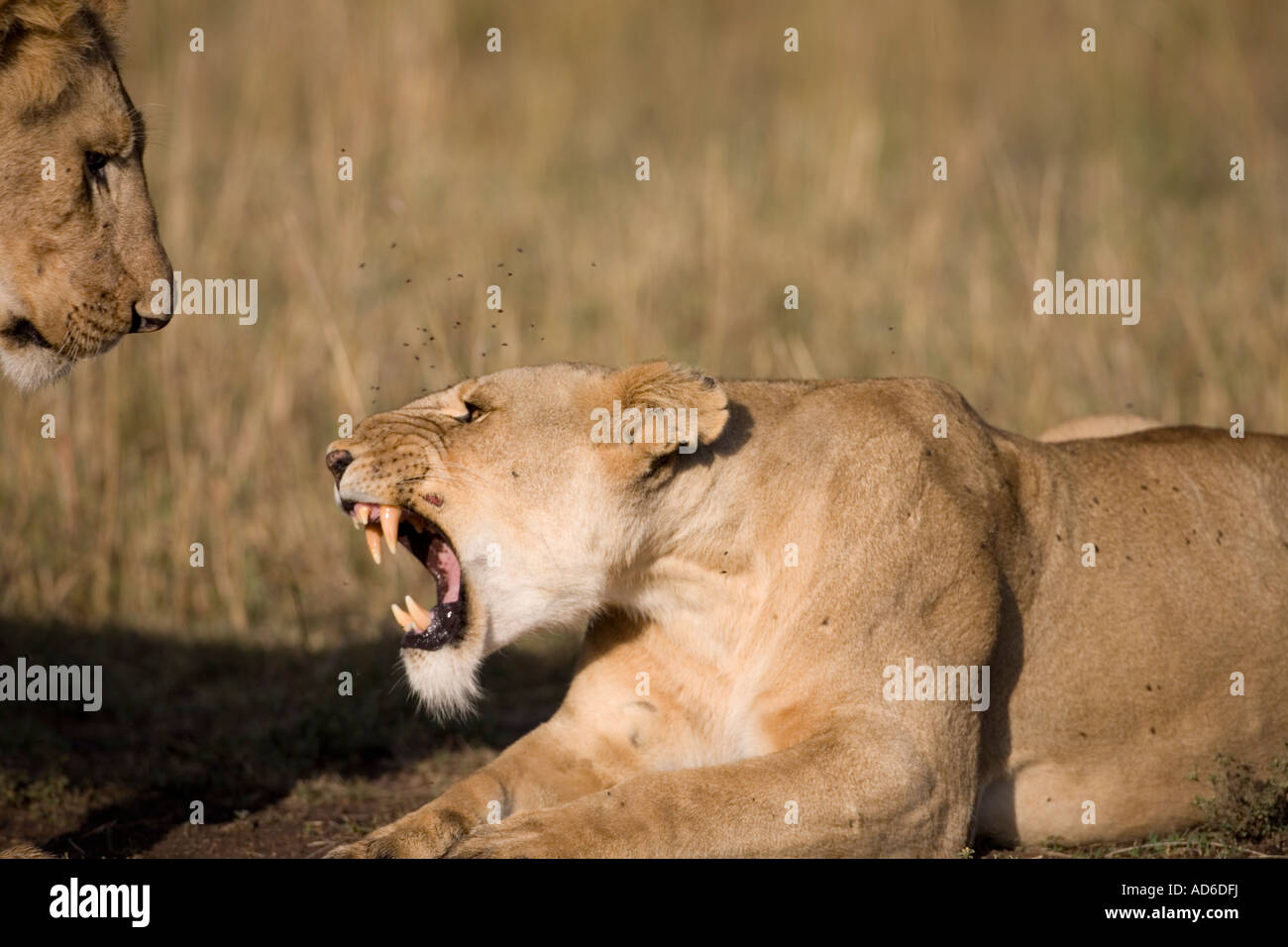 Africa Kenya Masai Mara Game Reserve Lioness Panthera leo bares teeth ...
