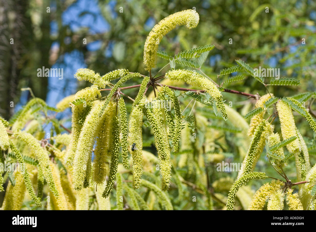 Velvet Mesquite Prosopis velutina Tucson Arizona United States 4 April Fabaceae Stock Photo
