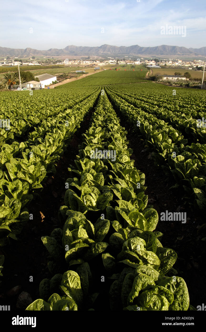 Romaine lettuce growing in Spain for english market Stock Photo Alamy