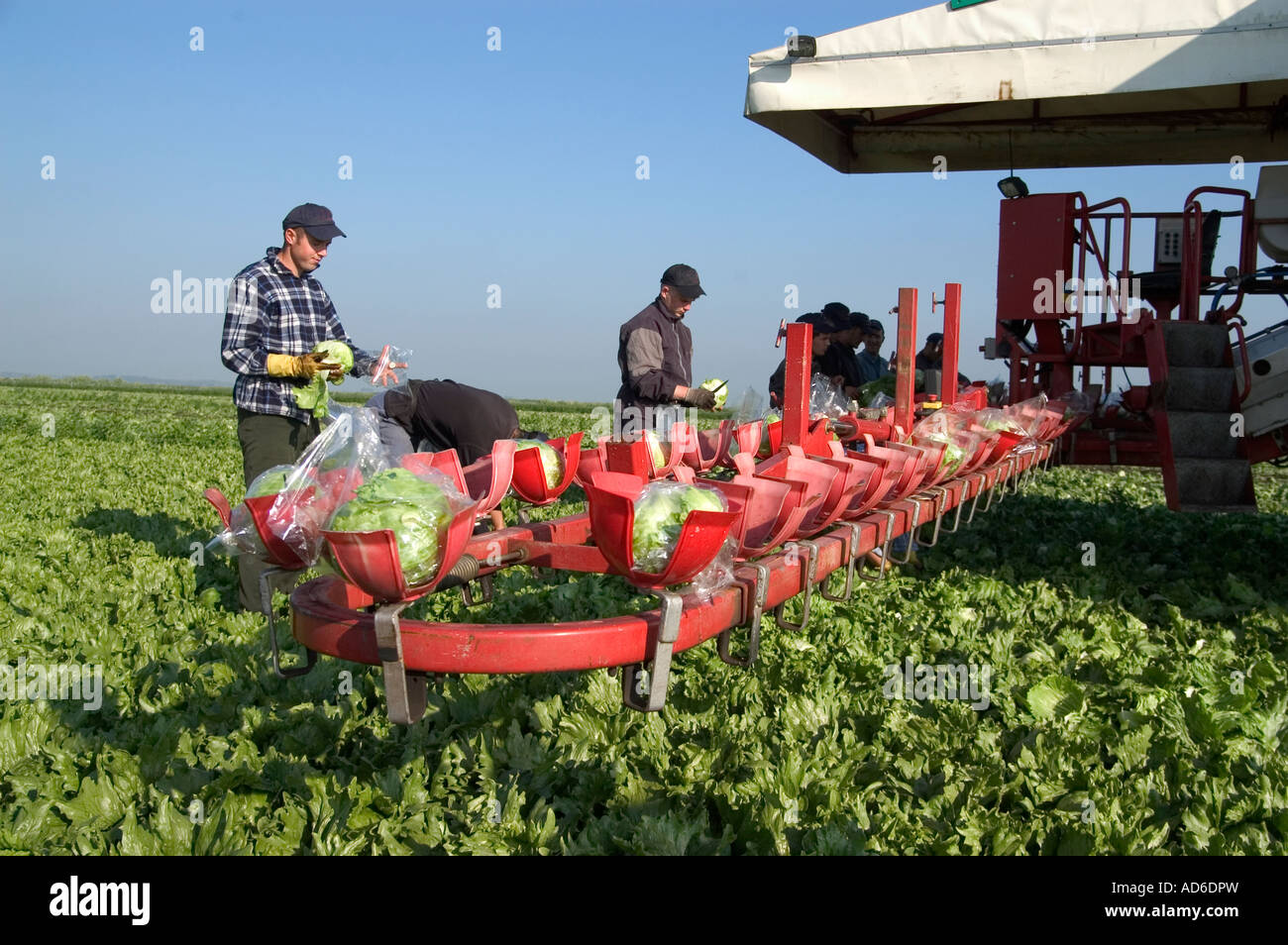 Migrant workers harvesting lettuce in UK Stock Photo