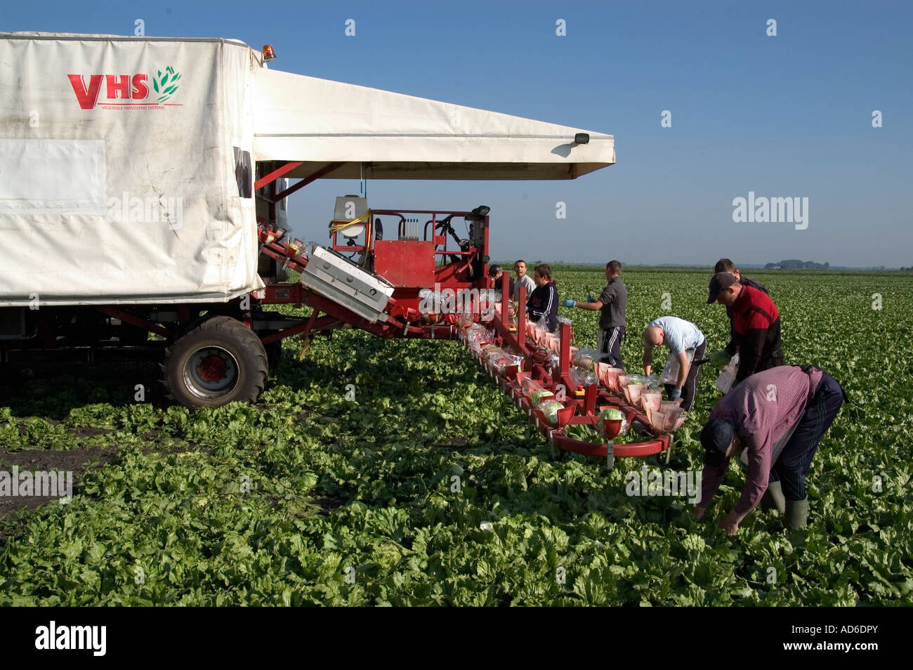 Migrant workers harvesting lettuce in UK Stock Photo