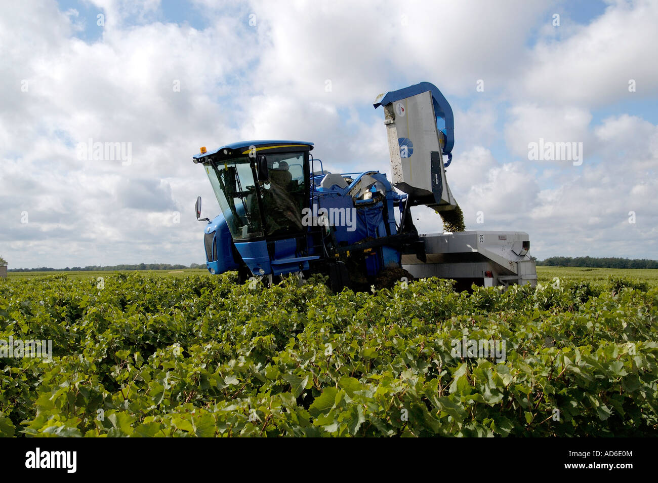 harvesting grapes by machine Vouvray Loire valley France Stock Photo