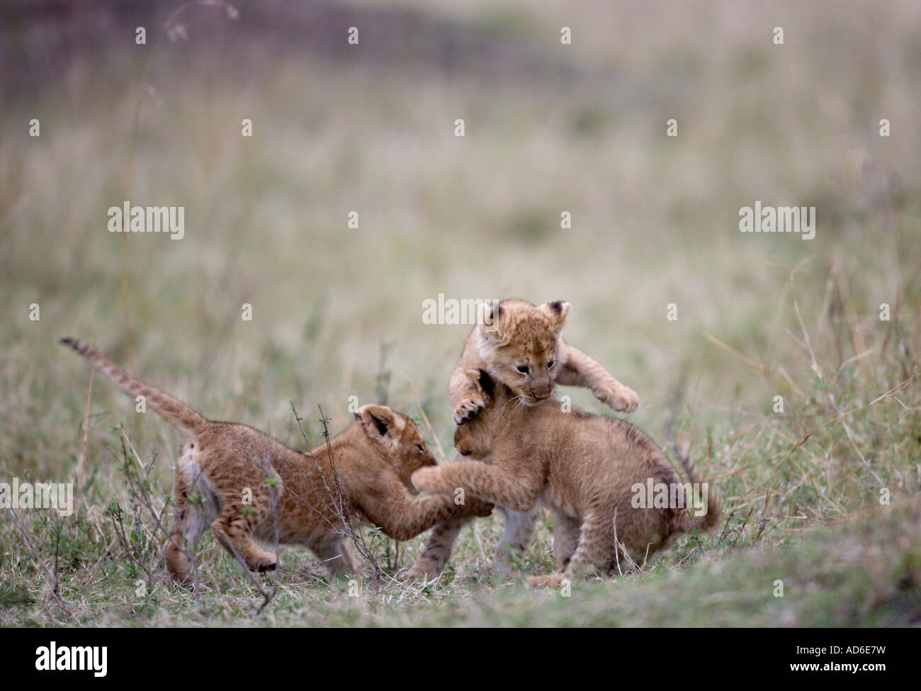 Africa Kenya Masai Mara Game Reserve Two month old Lion cubs Panthera ...