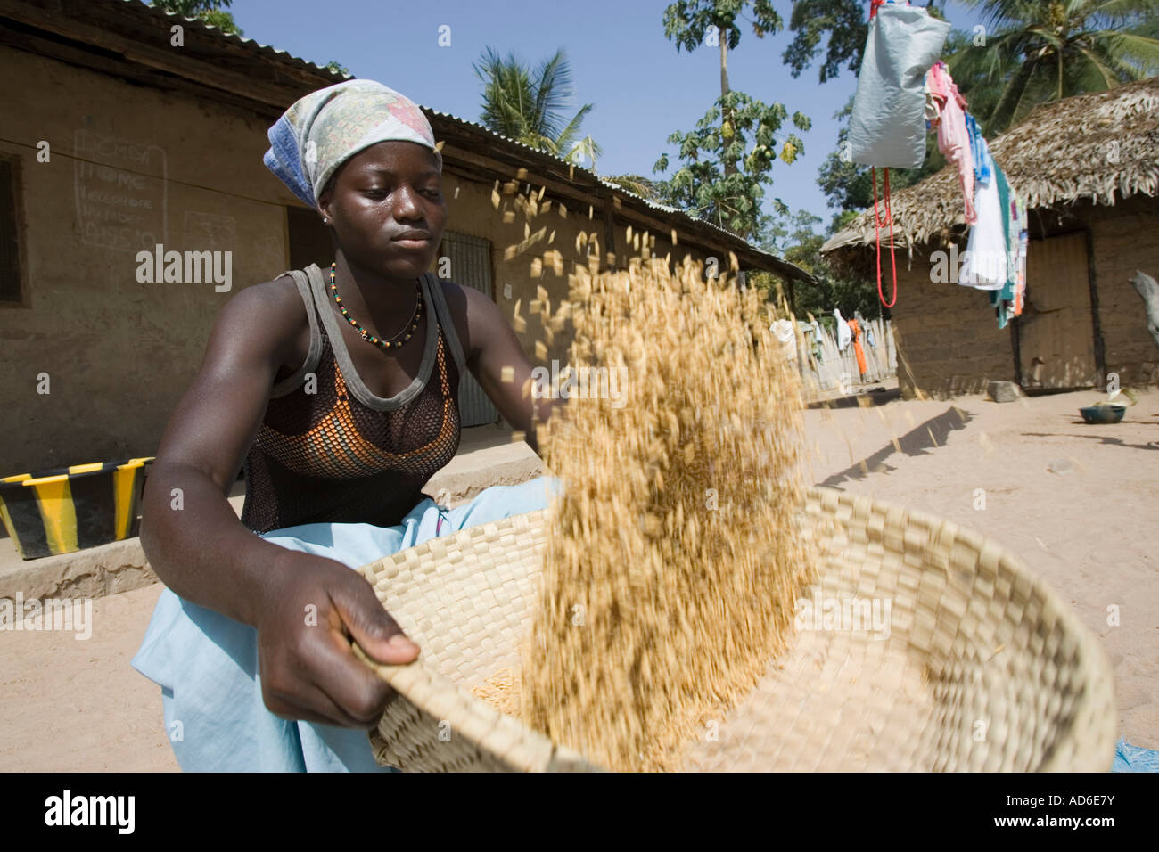 Young woman uses traditional basket to winnow and clean brown husk rice