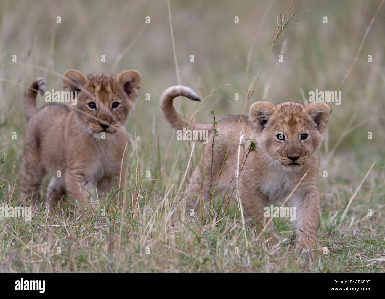 Africa Kenya Masai Mara Game Reserve Two month old Lion cubs Panthera ...