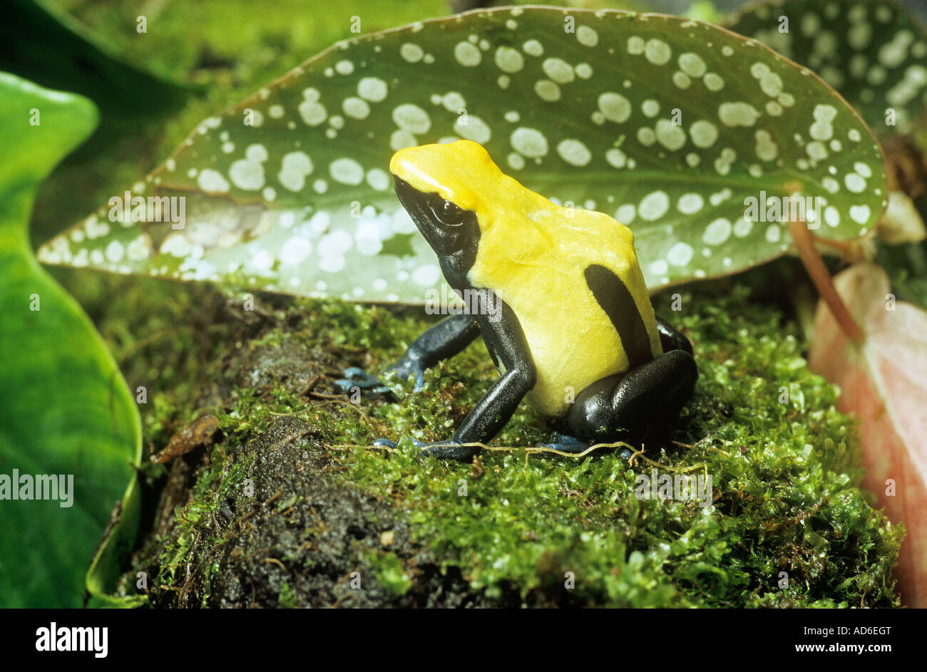 Dyeing Dart frog / Dendrobates tinctorius "Citronella Stock Photo - Alamy