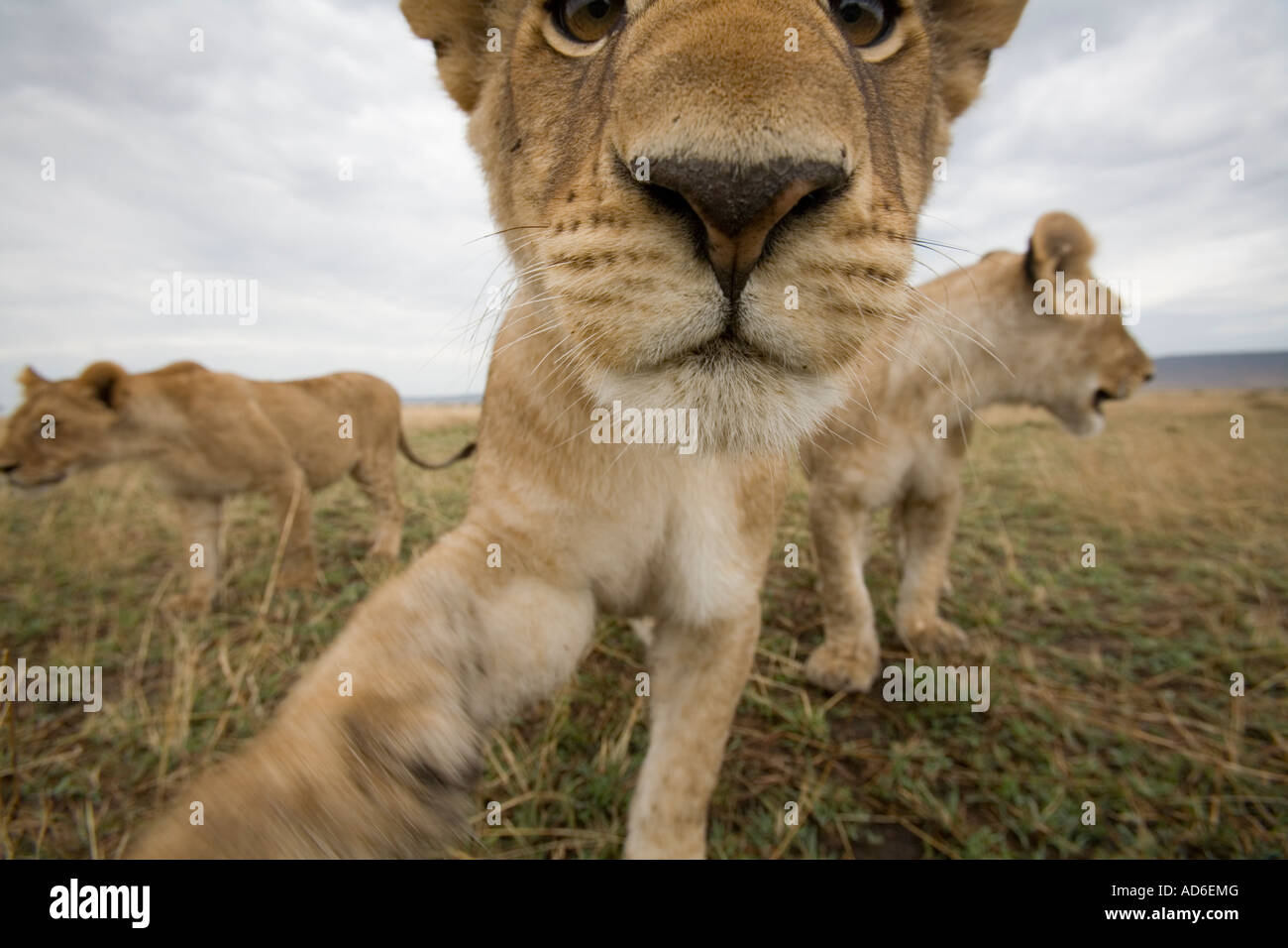 Africa Kenya Masai Mara Game Reserve Lion cubs Panthera leo approaching ...