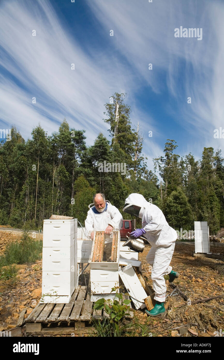 Paul Wigger and assistant working with bees in Southern Tasmania Stock Photo