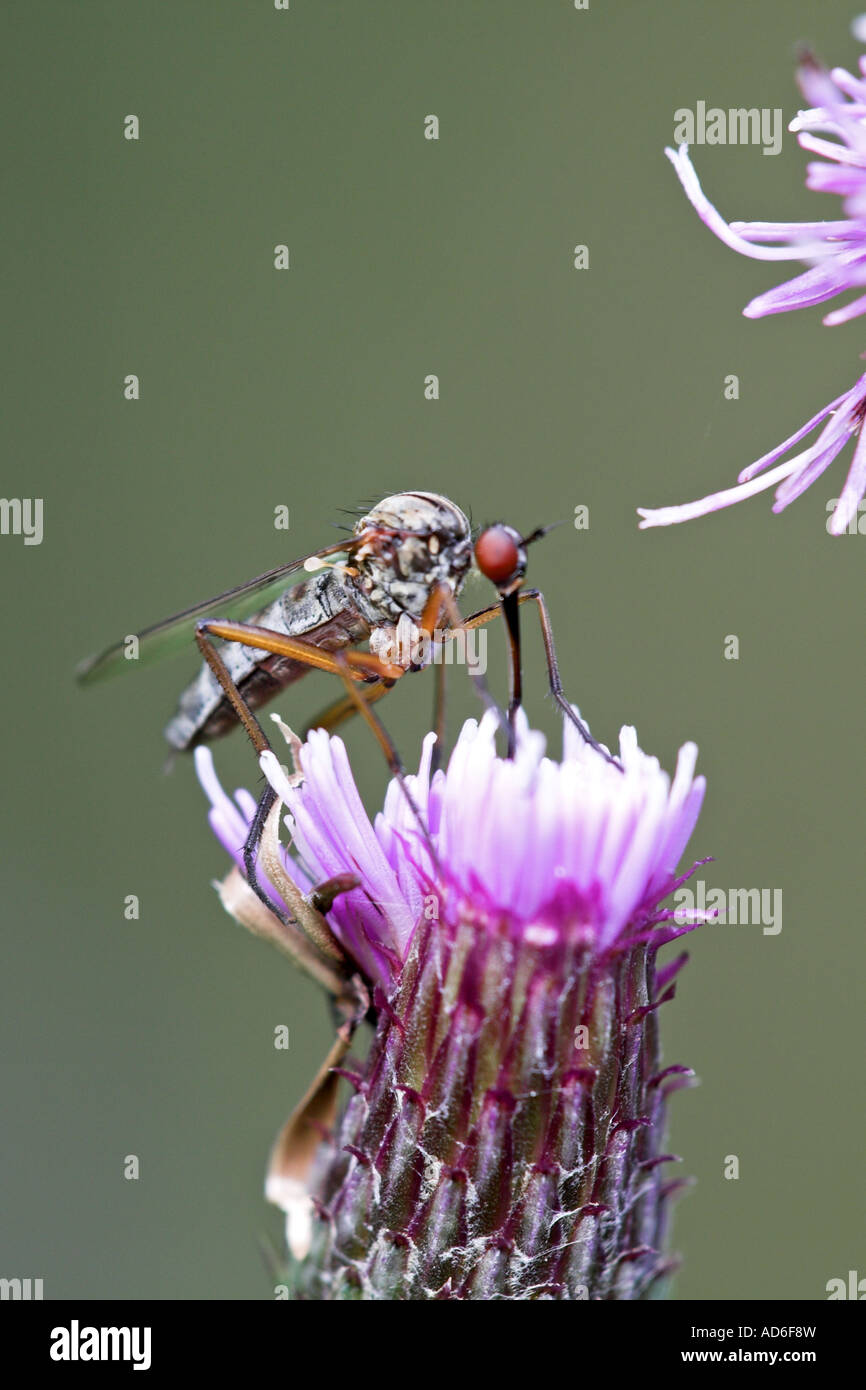 Wood Gnat species adult fly feeding on a thistle flower, Chamber's Farm Wood, Lincolnshire Stock Photo