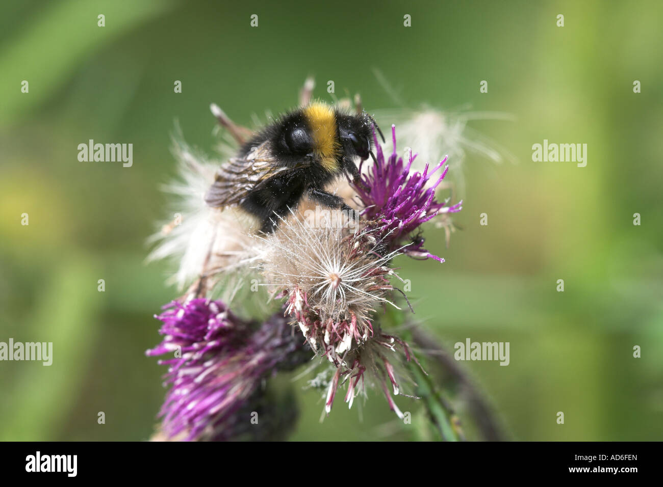 Bumble Bee Bombus subterraneus adult on a thistle flower, Lincolnshire Stock Photo