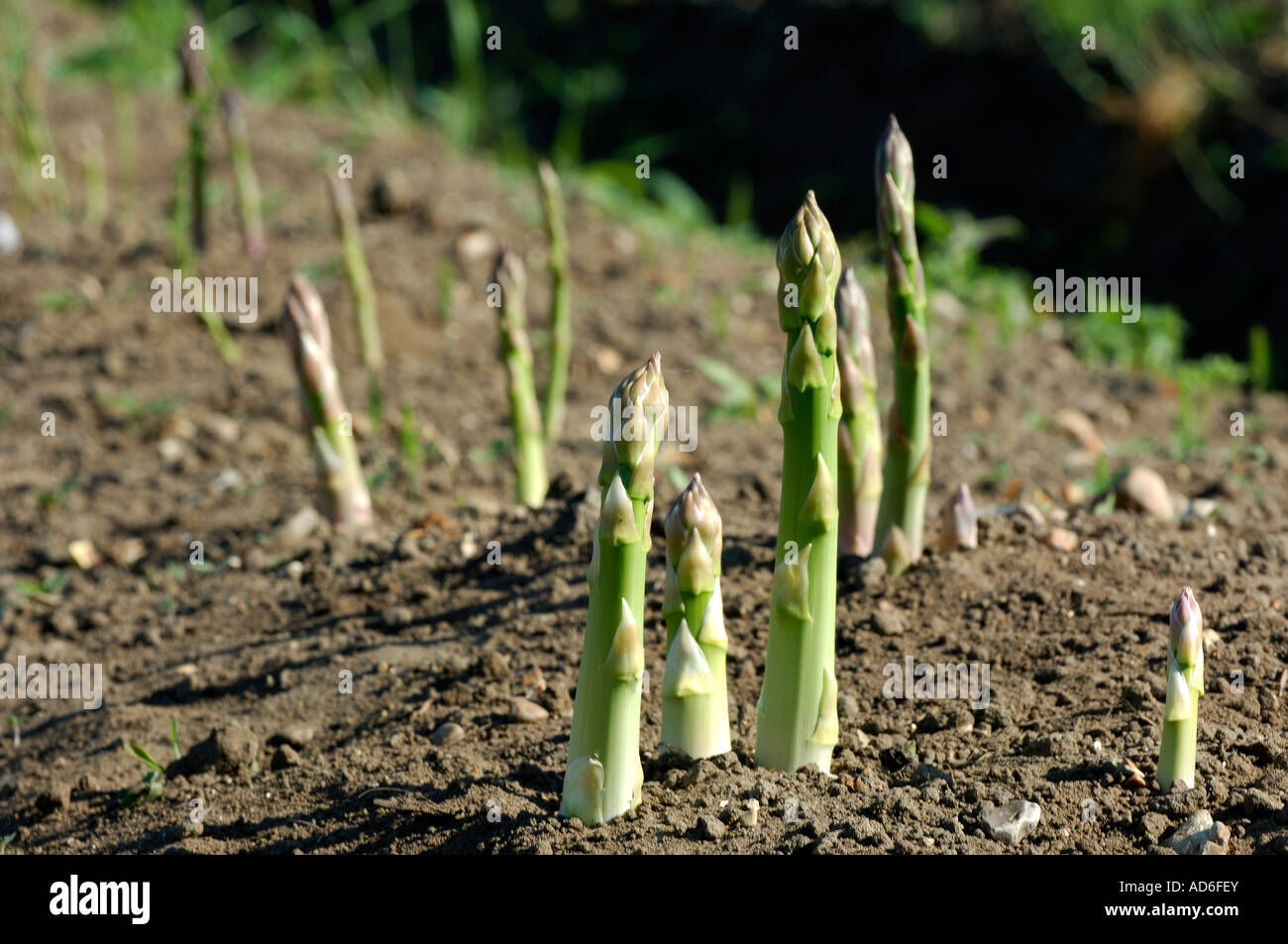 asparagus growing in field norfolk england Stock Photo Alamy