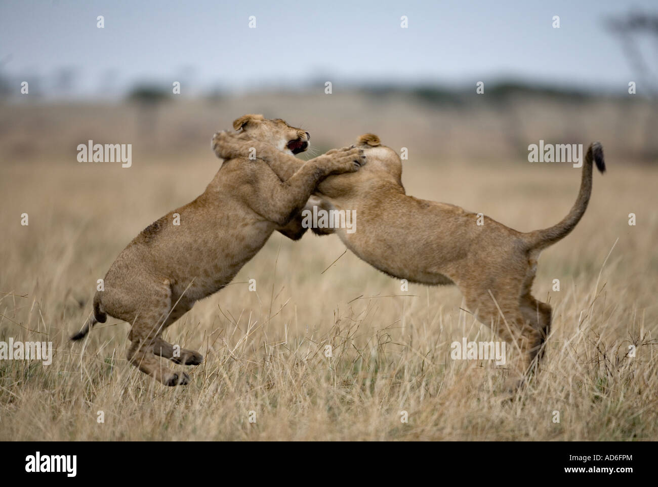 Africa Kenya Masai Mara Game Reserve Young Lions Panthera leo leap ...