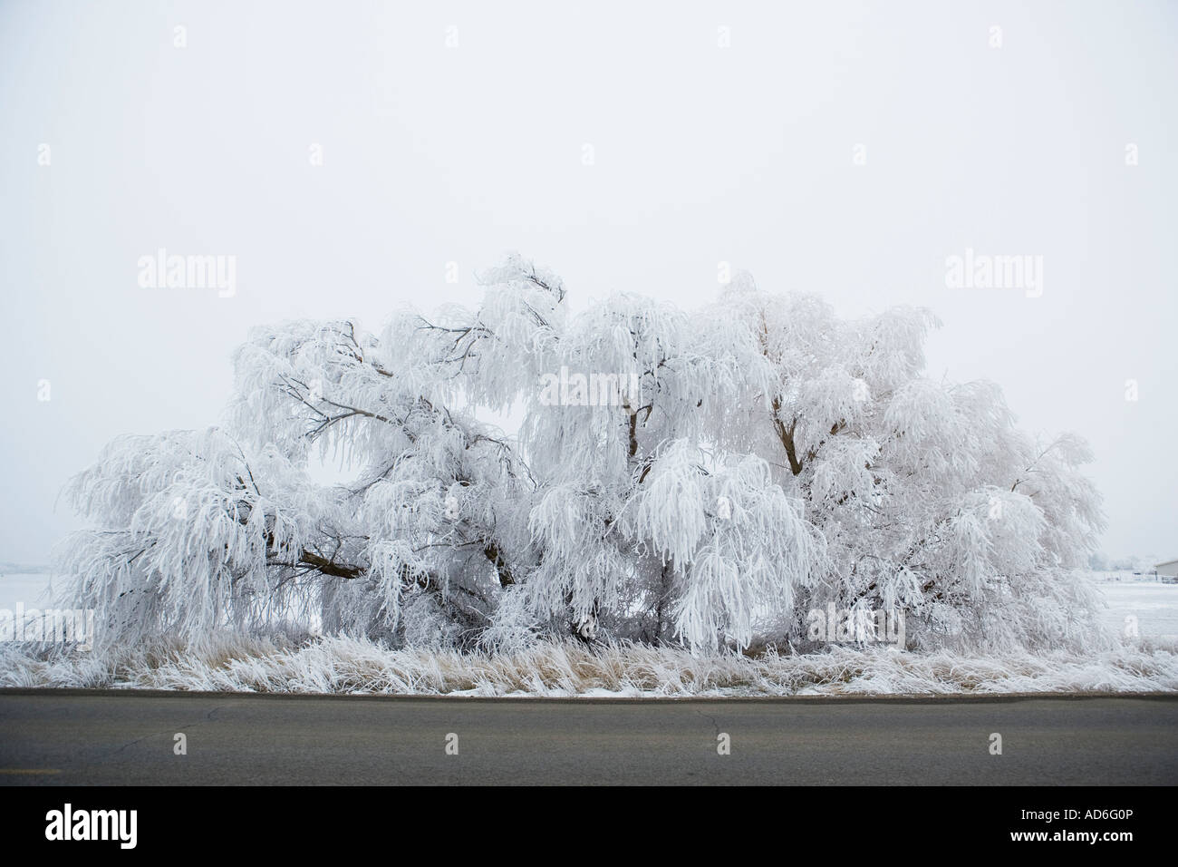 Tree covered with ice crystals from freezing fog next to road in Ellensburg Washington USA Stock Photo