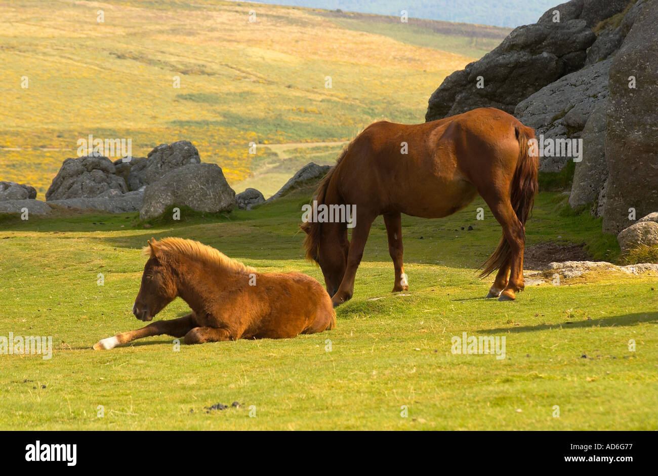 Dartmoor Ponies Devon UK Stock Photo Alamy
