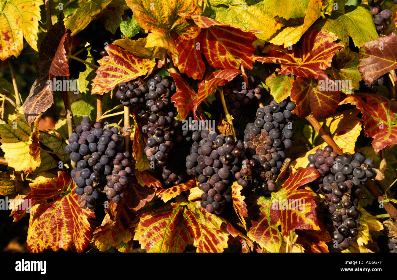 France French wine grape grapes Stock Photo Alamy