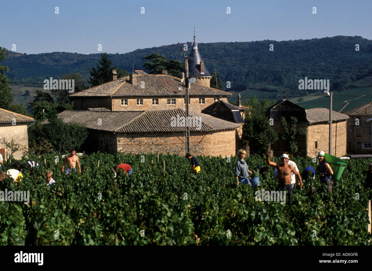 Beaujolais is an important wine region of eastern France, famous for