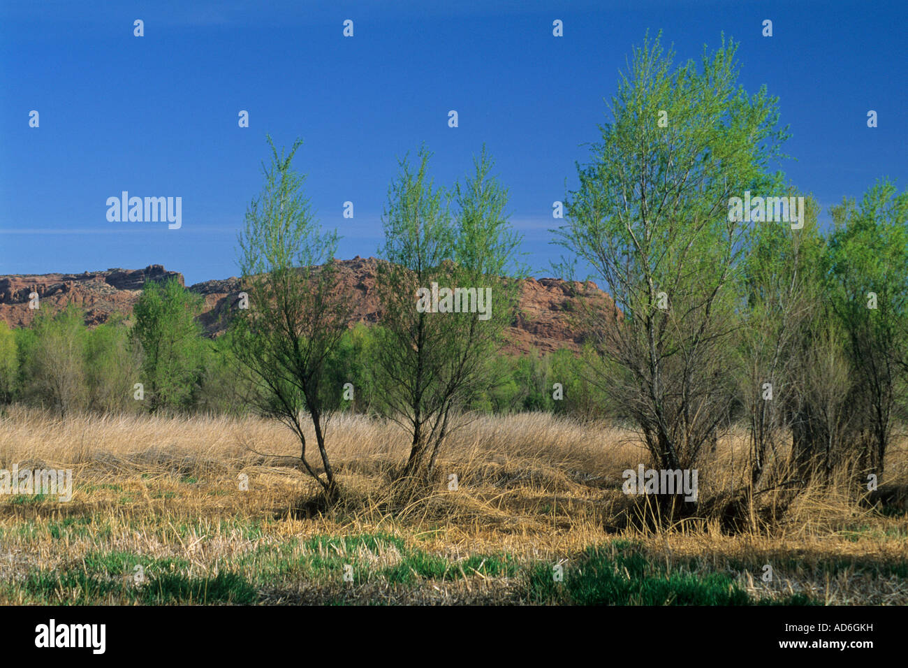 Scott M Matheson Wetlands Preserve near Moab UTAH Stock Photo Alamy