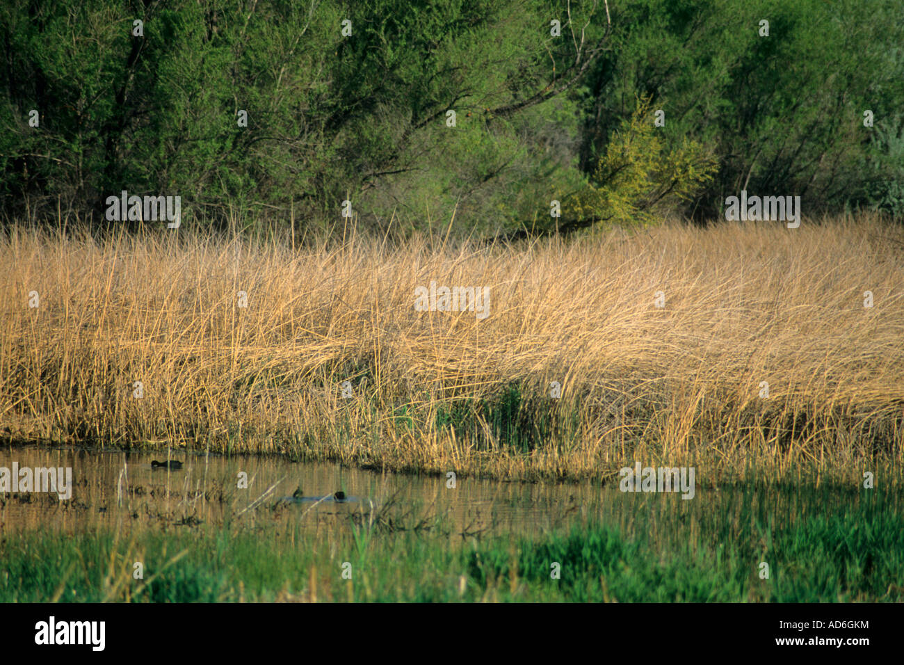 Scott M Matheson Wetlands Preserve near Moab UTAH Stock Photo Alamy
