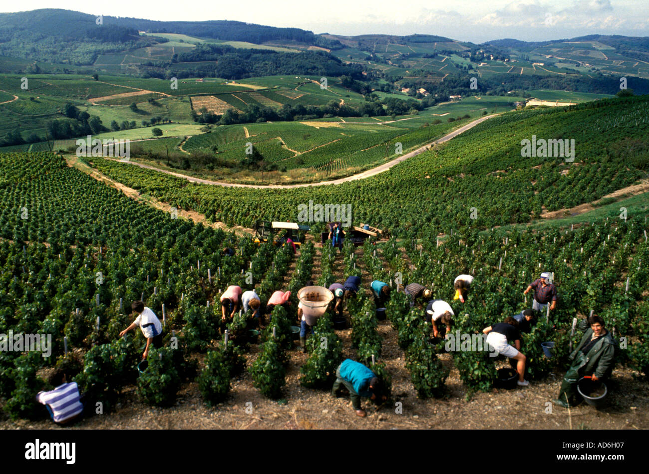Beaujolais is an important wine region of eastern France, famous for