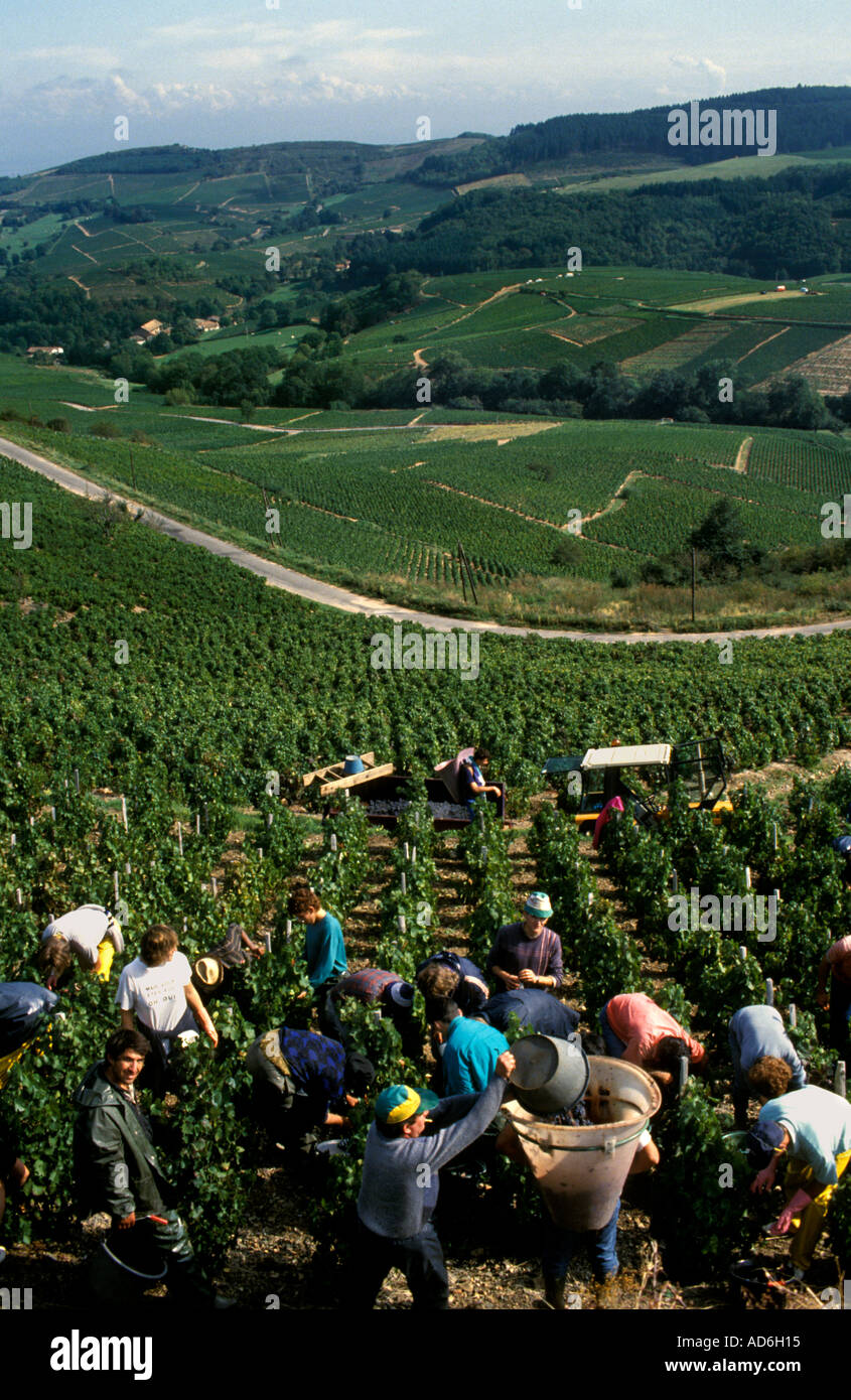 Beaujolais is an important wine region of eastern France, famous for